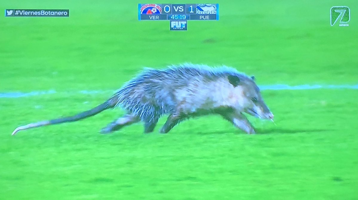 Un tlacuache se coló en el partido entre Veracruz y Puebla